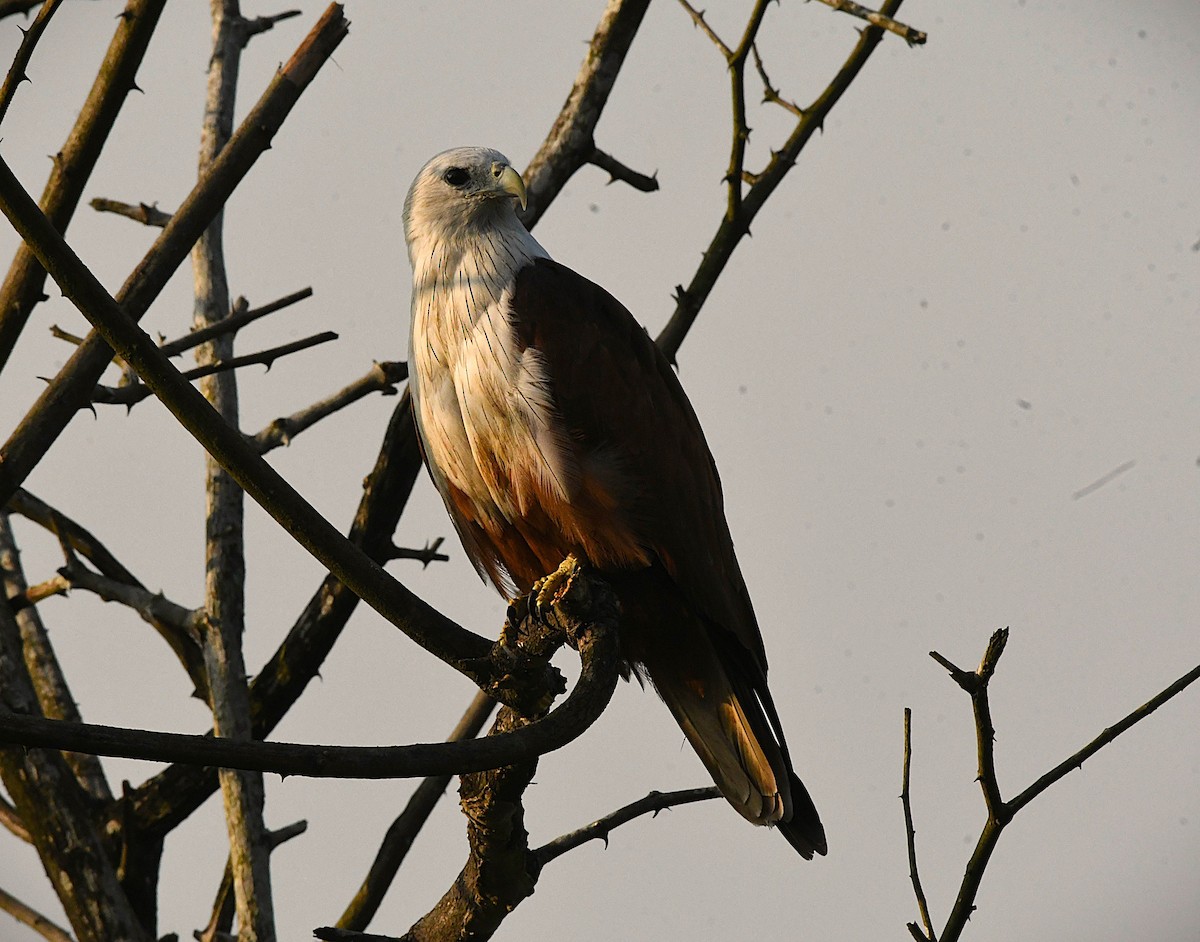 Шуліка королівський - ML645936897