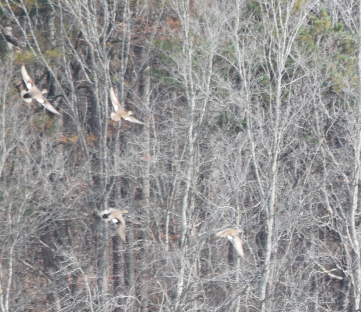 Нерозень - ML645936898