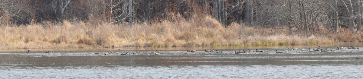 Нерозень - ML645936899