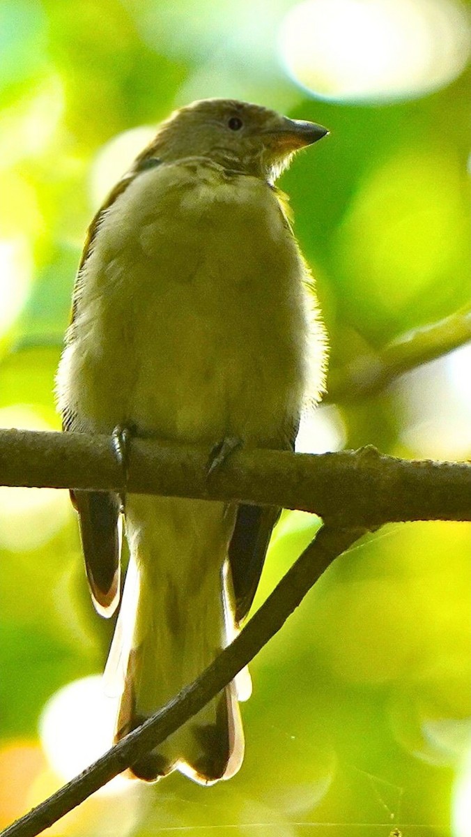 Воскоїд малий - ML645936900