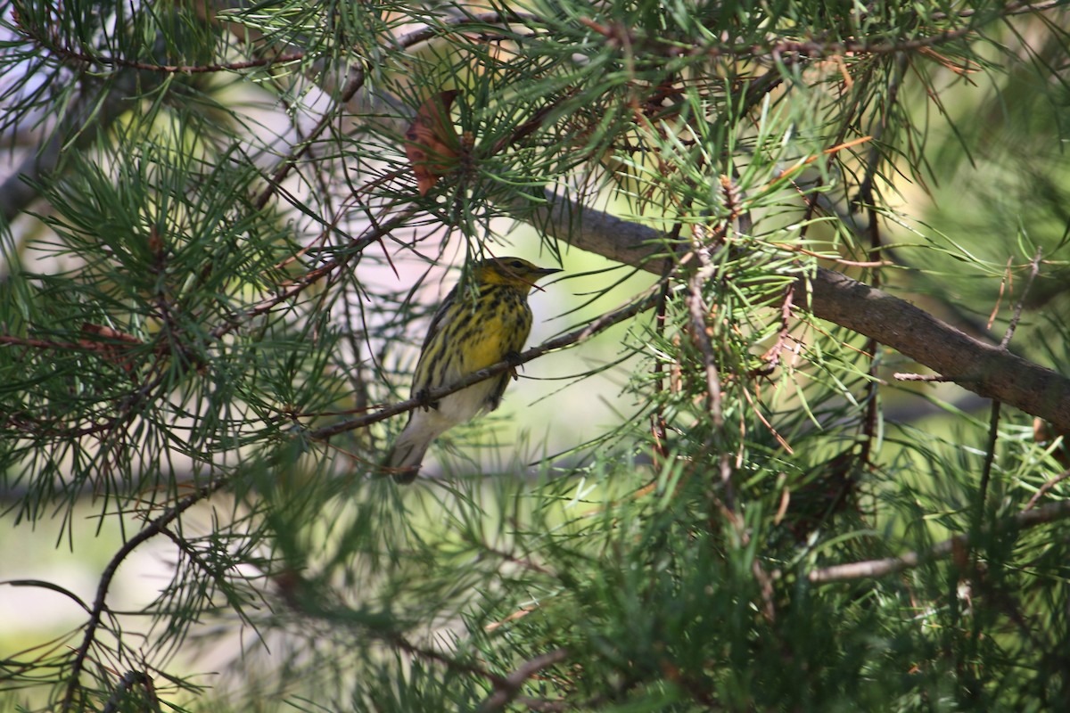 Пісняр-лісовик рудощокий - ML645936901