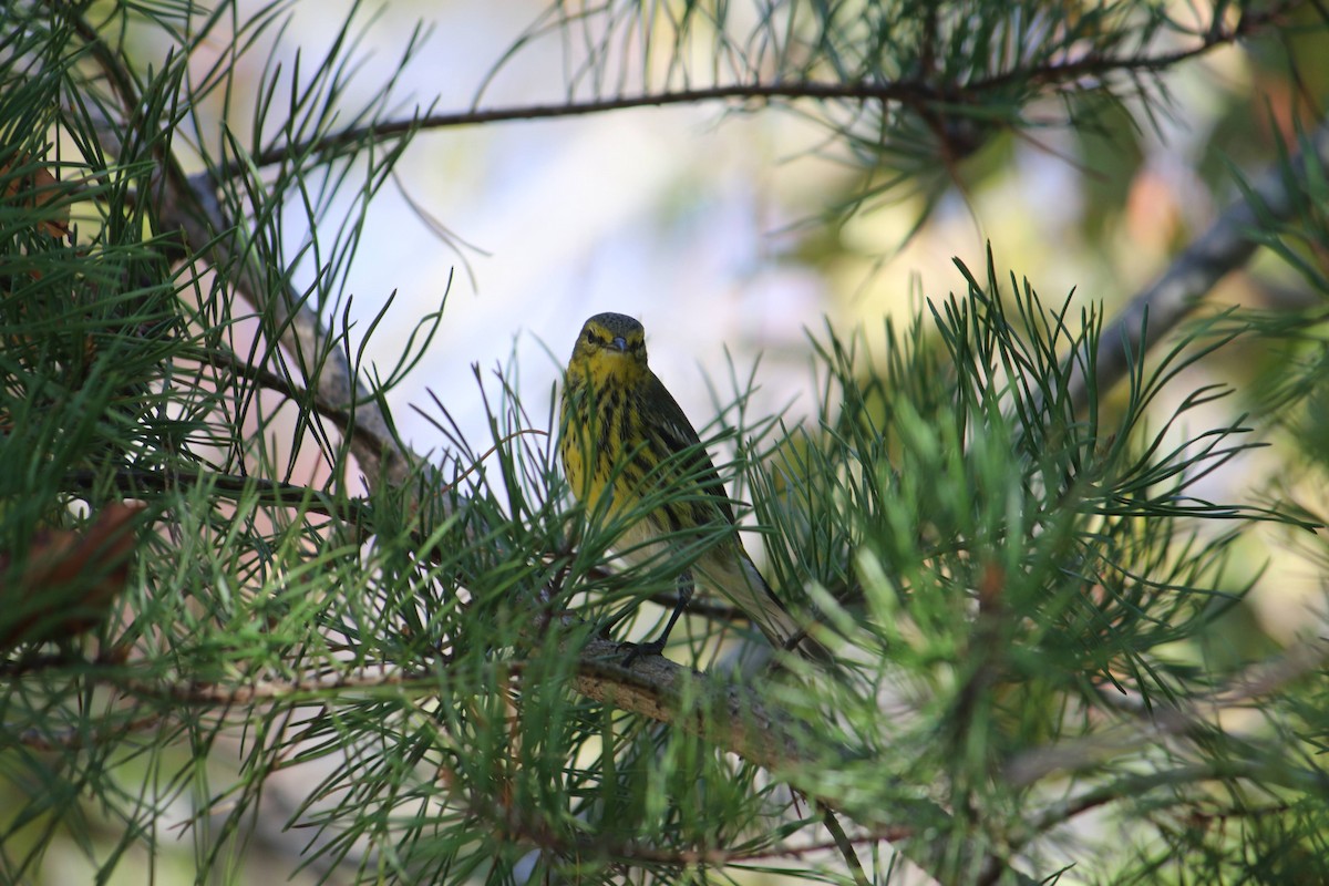 Пісняр-лісовик рудощокий - ML645936902