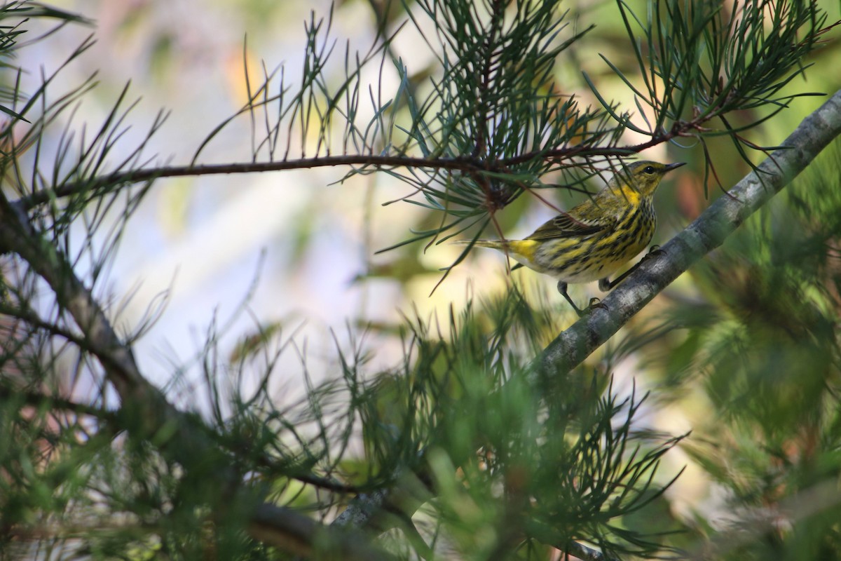 Пісняр-лісовик рудощокий - ML645936903