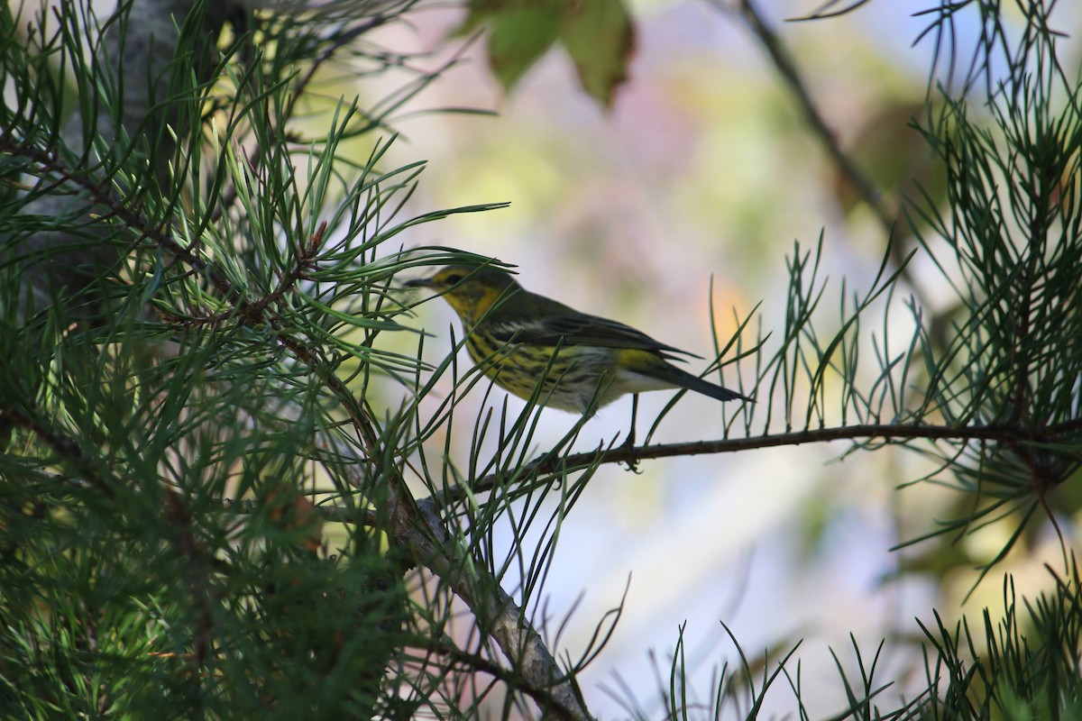 Пісняр-лісовик рудощокий - ML645936904