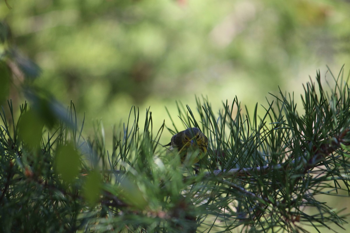 Пісняр-лісовик рудощокий - ML645936905