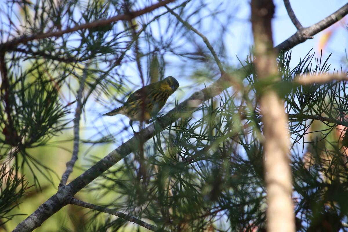 Пісняр-лісовик рудощокий - ML645936906