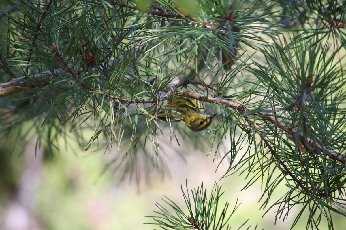 Пісняр-лісовик рудощокий - ML645936907