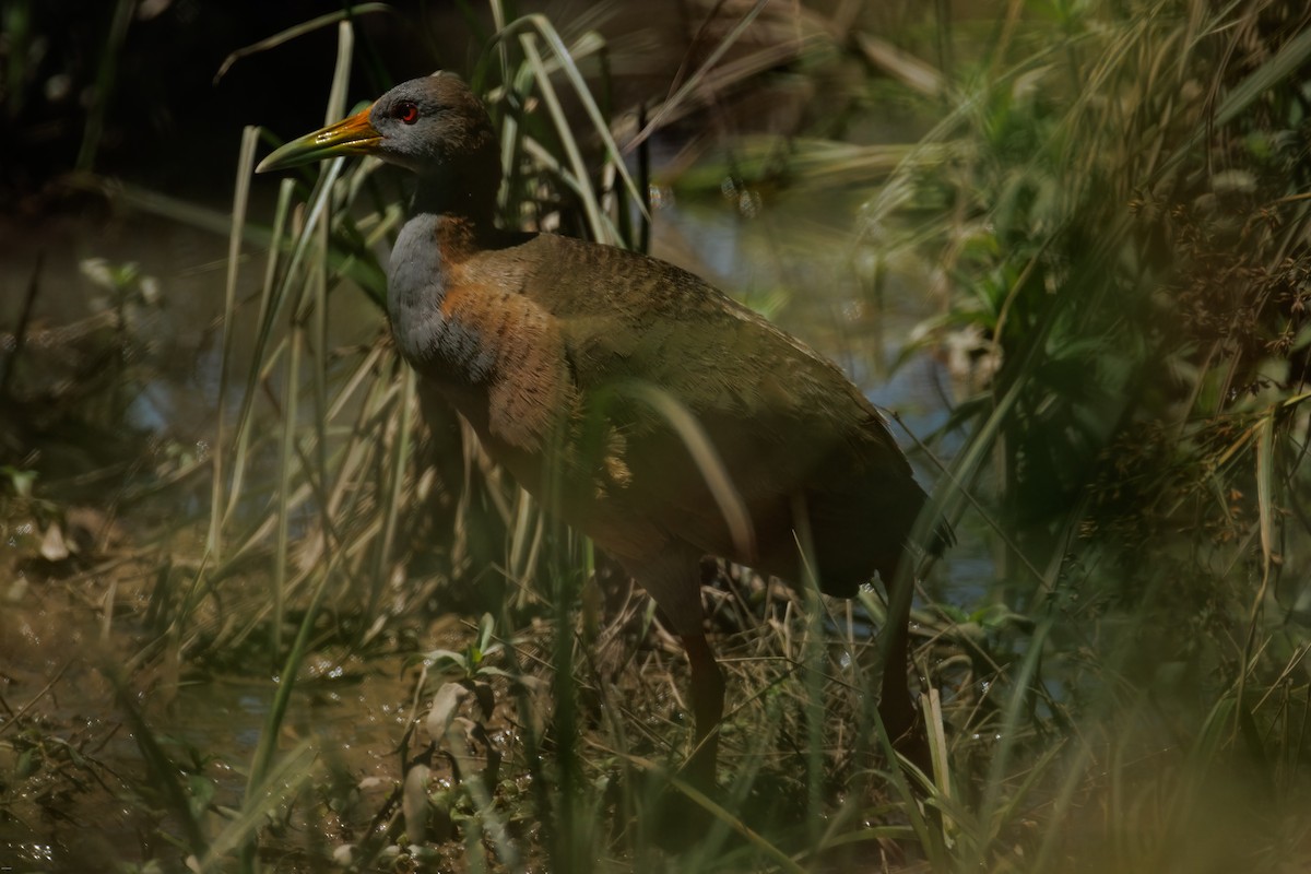 Пастушок гігантський - ML645936908