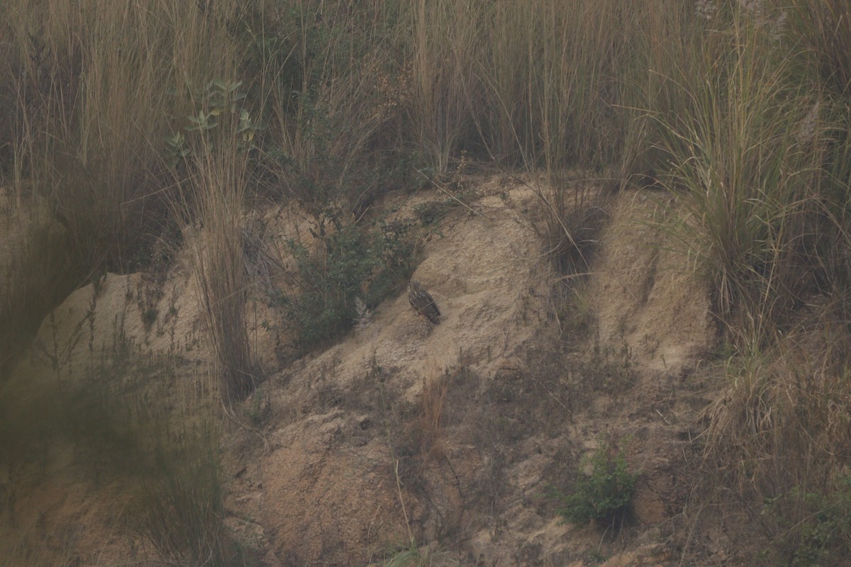 Пугач індійський - ML645936909