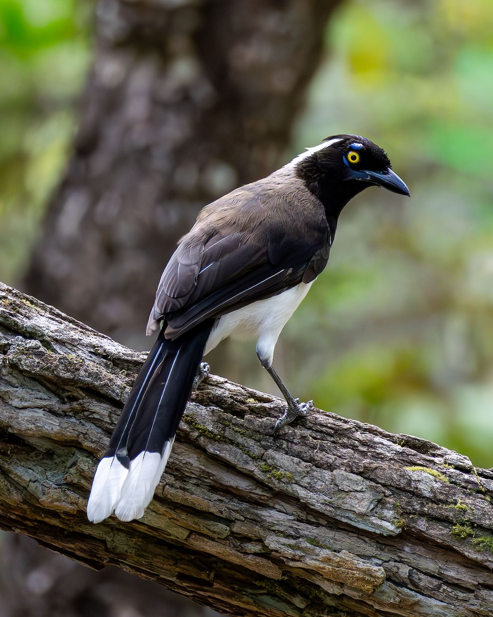 Пая білошия - ML645936913