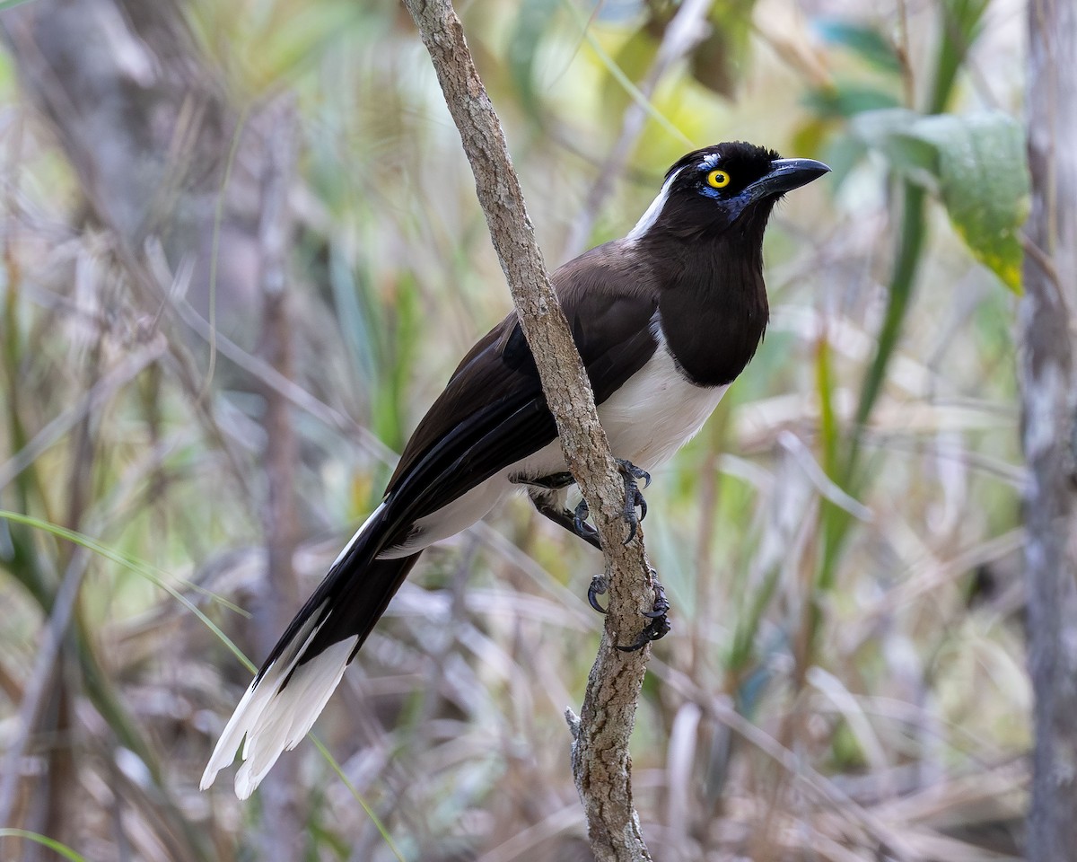 Пая білошия - ML645936914