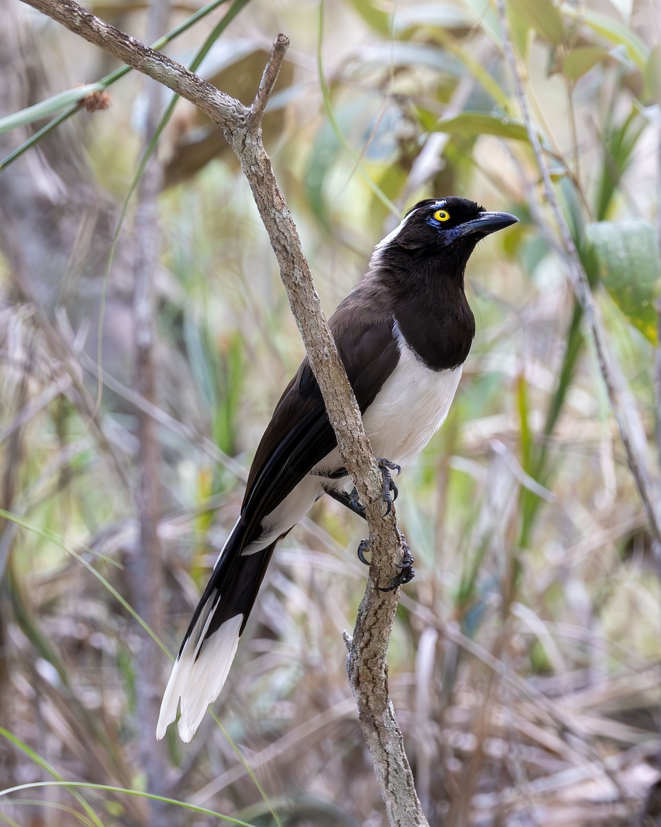 Пая білошия - ML645936915