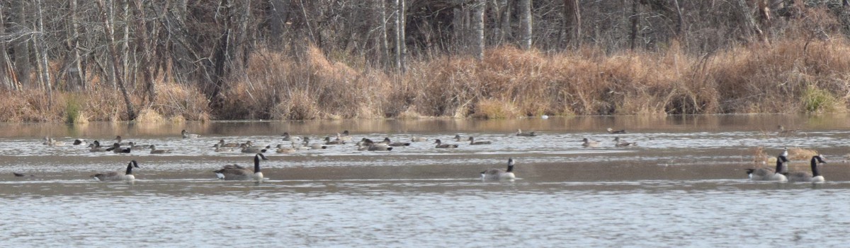 Нерозень - ML645936916