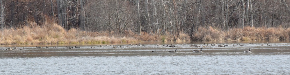 Нерозень - ML645936917