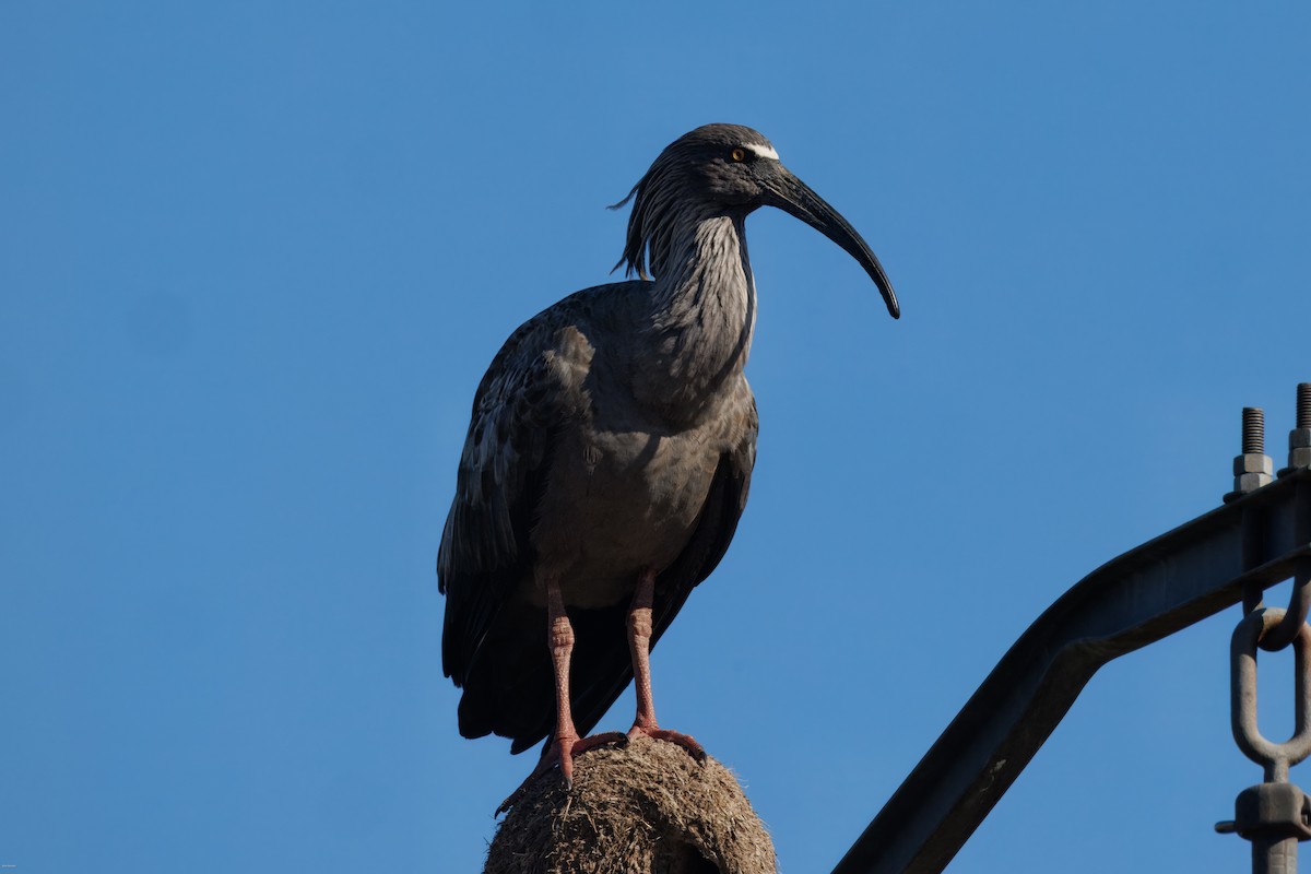 Ібіс блакитний - ML645936918