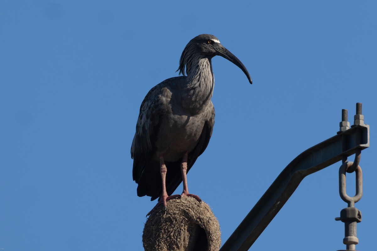 Ібіс блакитний - ML645936919