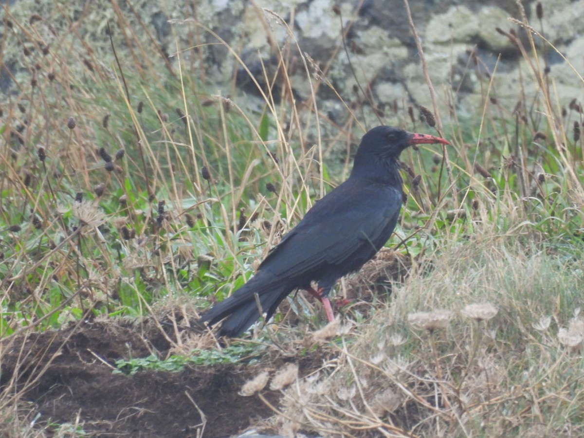 Галка альпійська червонодзьоба - ML645936920