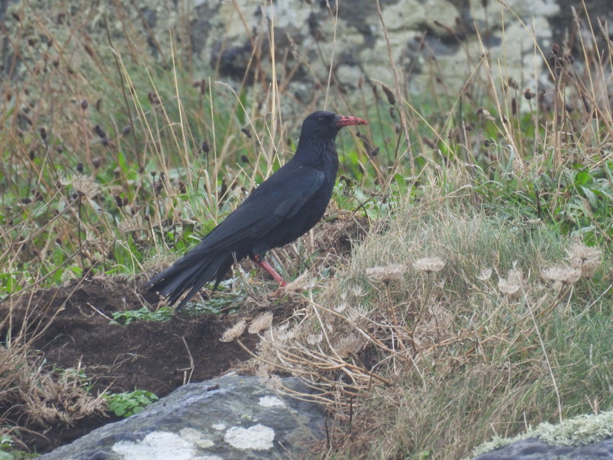 Галка альпійська червонодзьоба - ML645936921