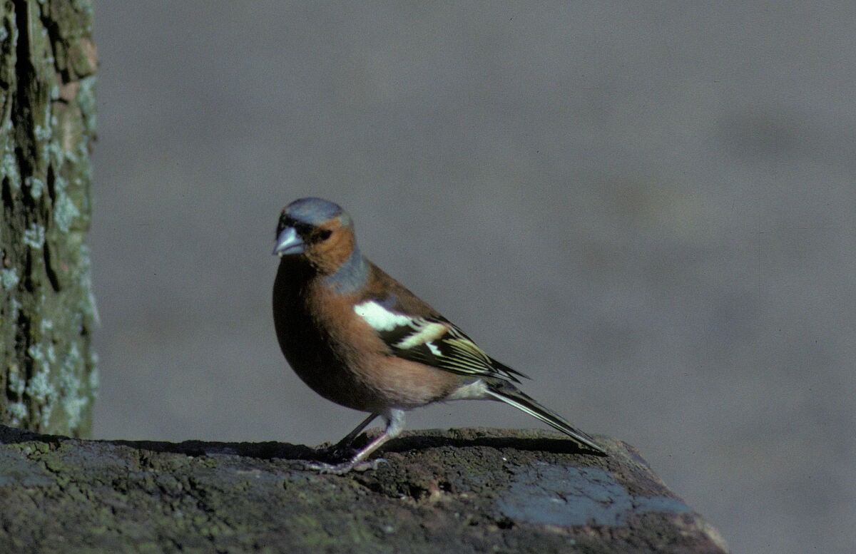 Зяблик звичайний - ML645936925