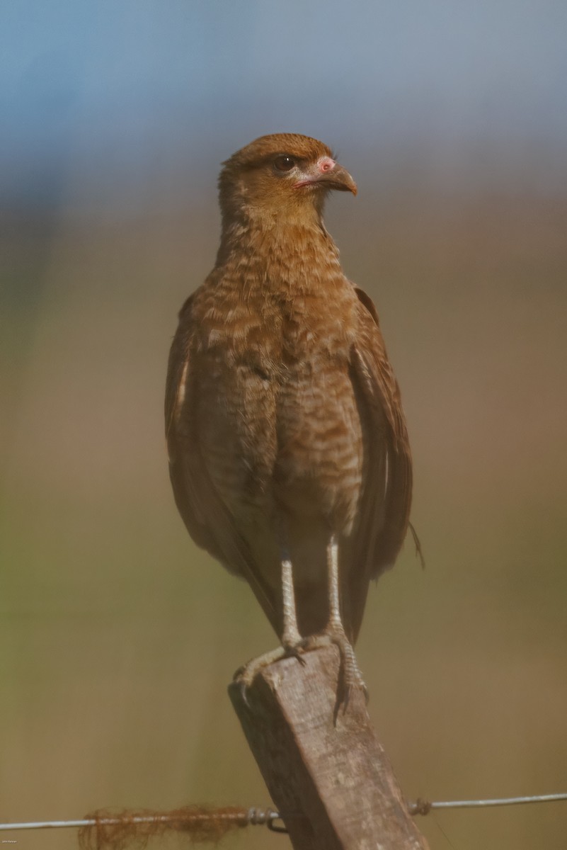 Хіманго - ML645936926