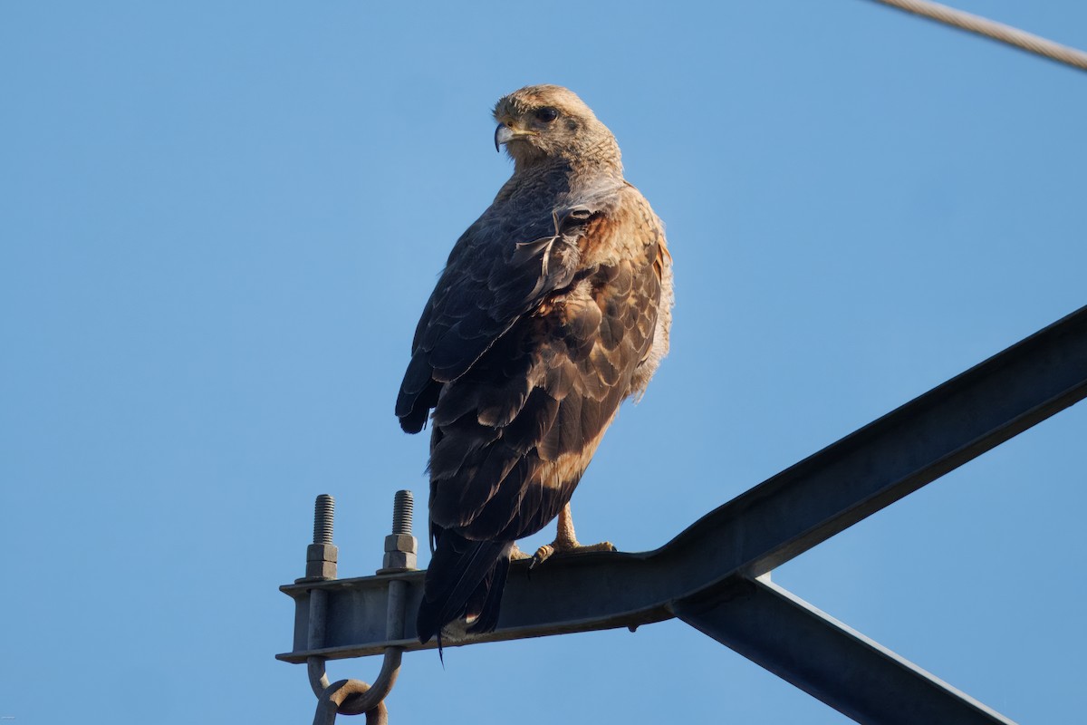 Канюк-крабоїд рудий - ML645936927