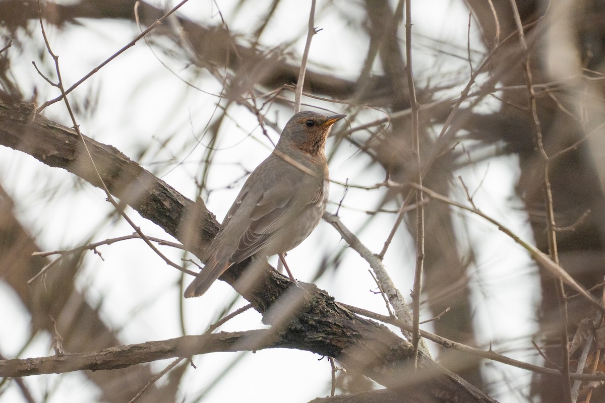 Дрізд рудоволий - ML645936929