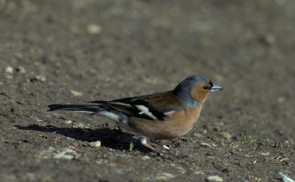 Зяблик звичайний - ML645936930