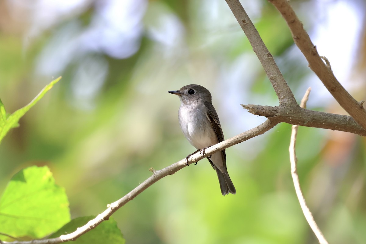 Asian Brown Flycatcher - ML645936945