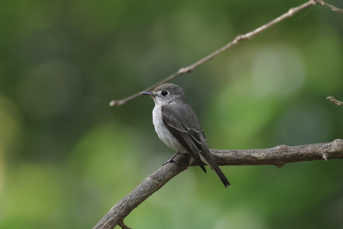 Asian Brown Flycatcher - ML645936946