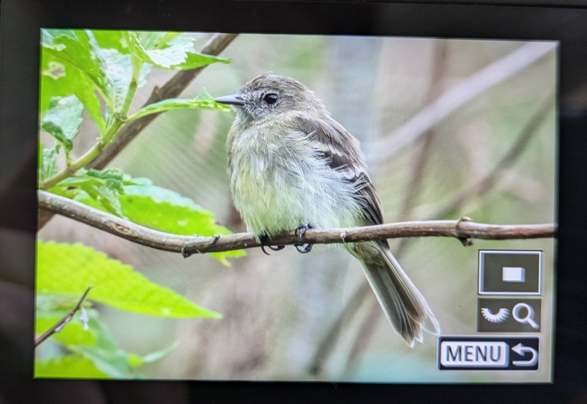 Olive-chested Flycatcher - ML645936947