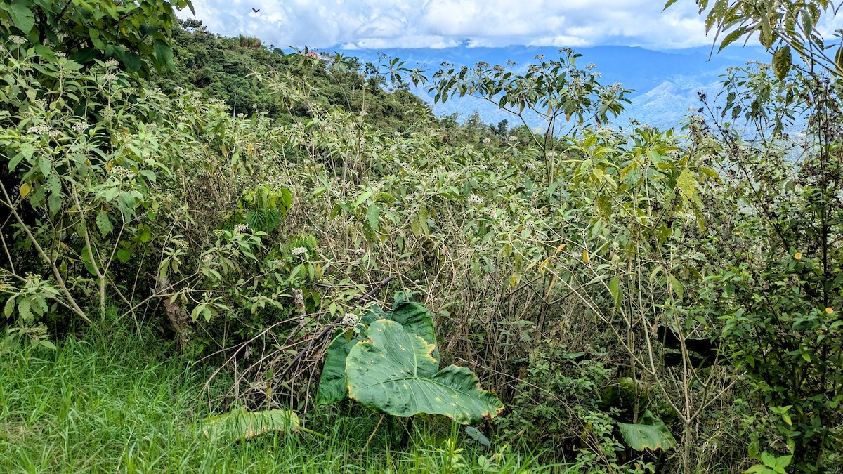 Olive-chested Flycatcher - ML645936948