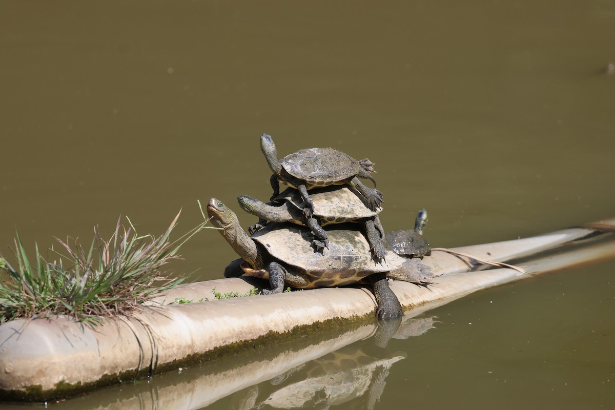 Animals - ML645936956