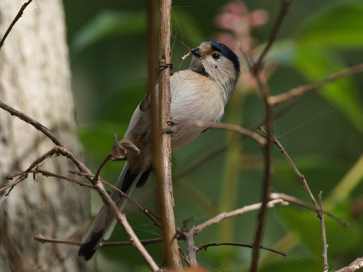 Silver-throated Tit - ML645936960
