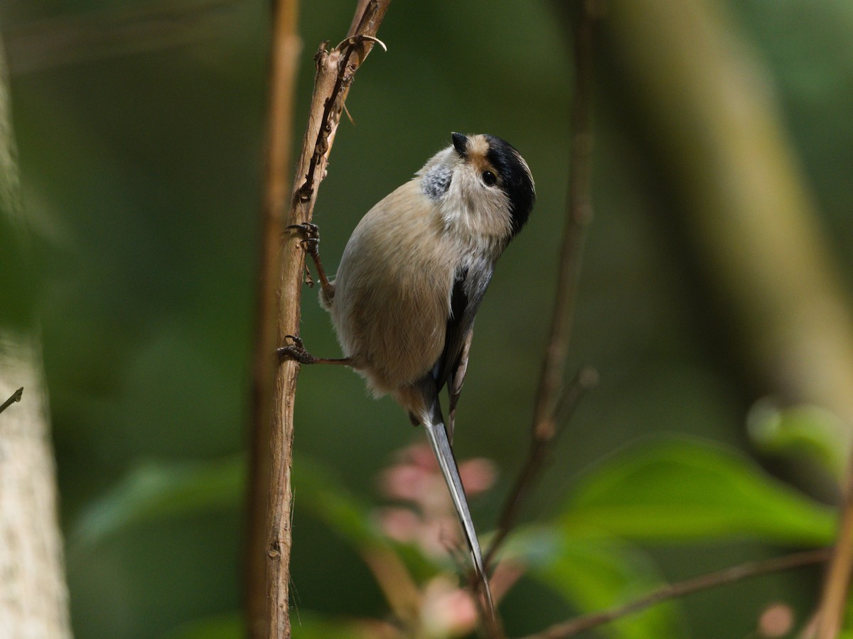 Silver-throated Tit - ML645936961
