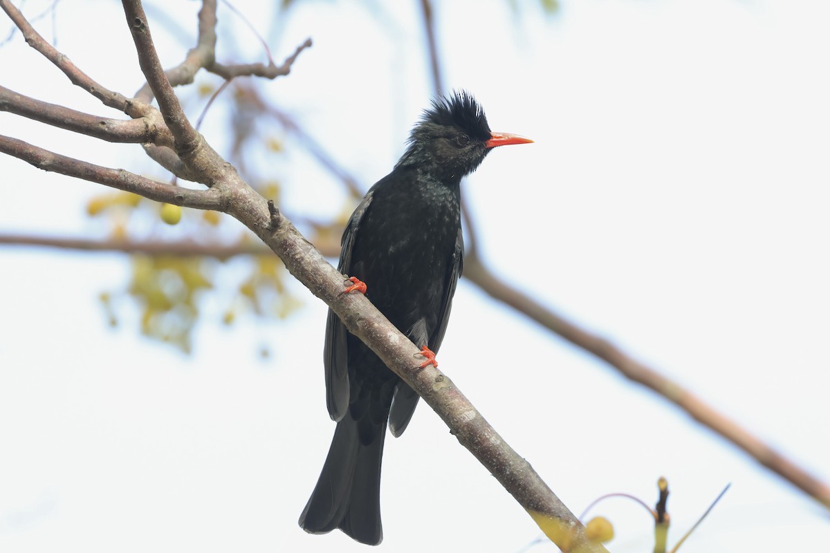 Black Bulbul - ML645936963