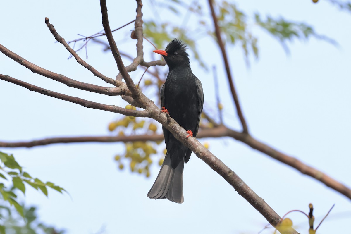 Black Bulbul - ML645936964