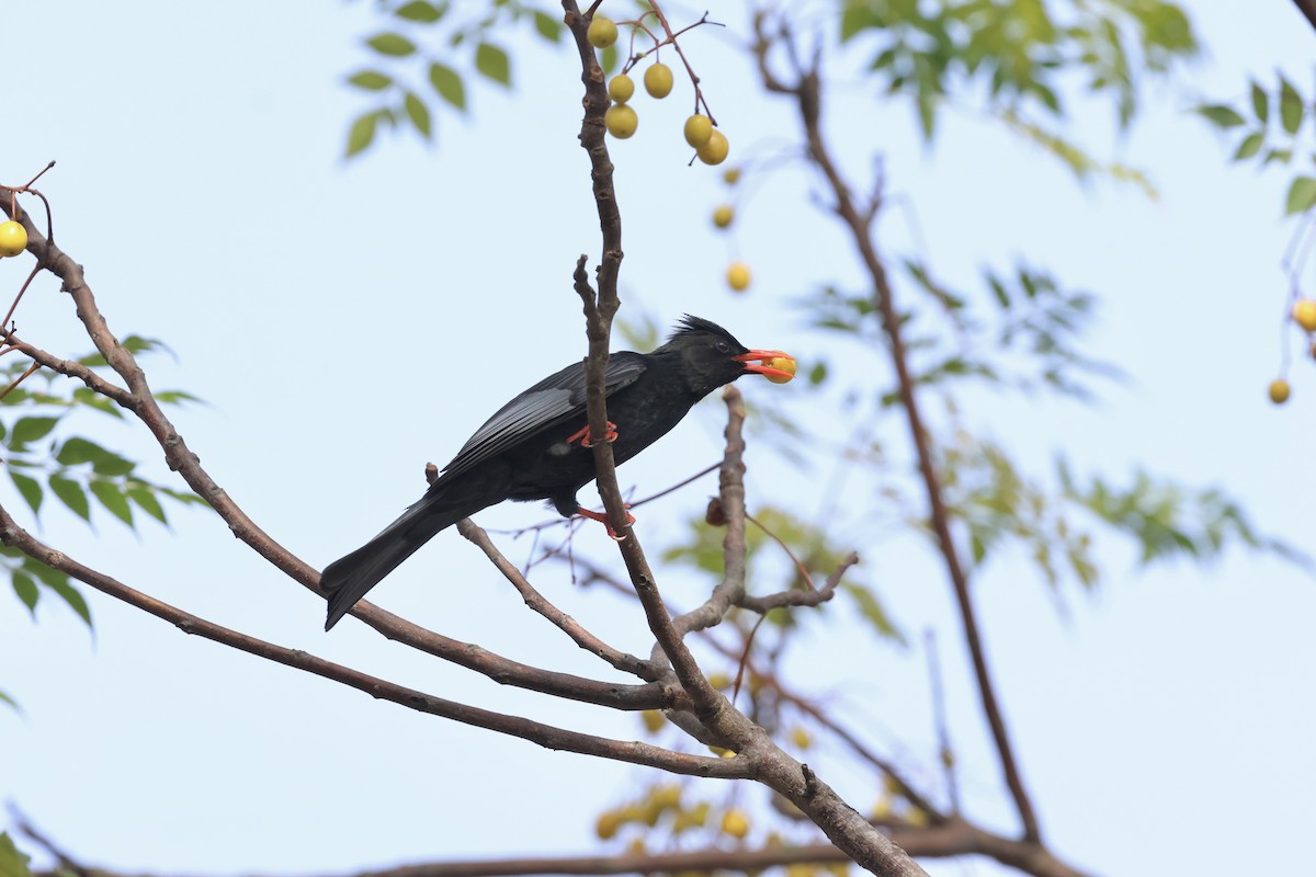 Black Bulbul - ML645936965