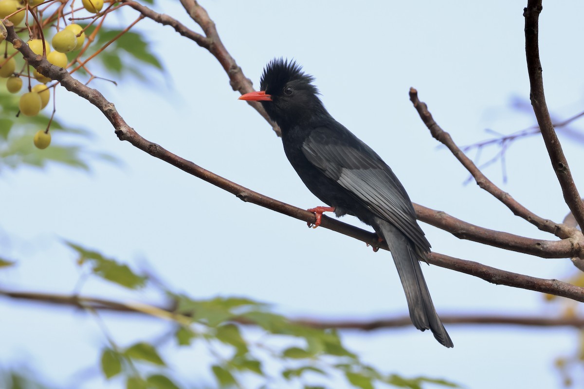 Black Bulbul - ML645936966