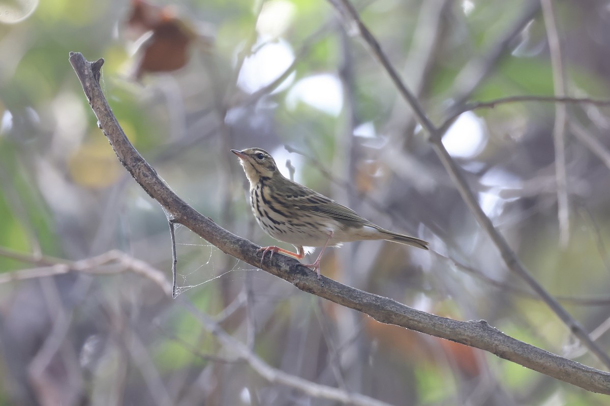 Olive-backed Pipit - ML645936972