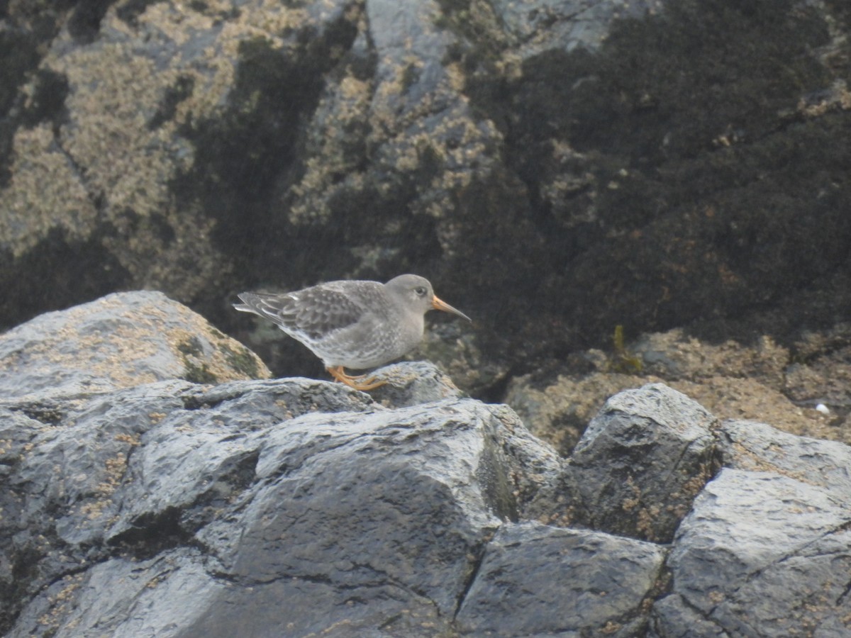 Purple Sandpiper - ML645936974