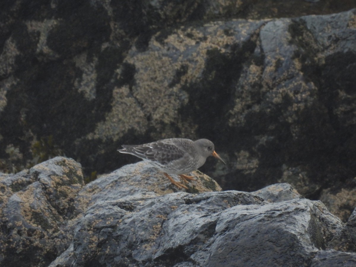 Purple Sandpiper - ML645936975