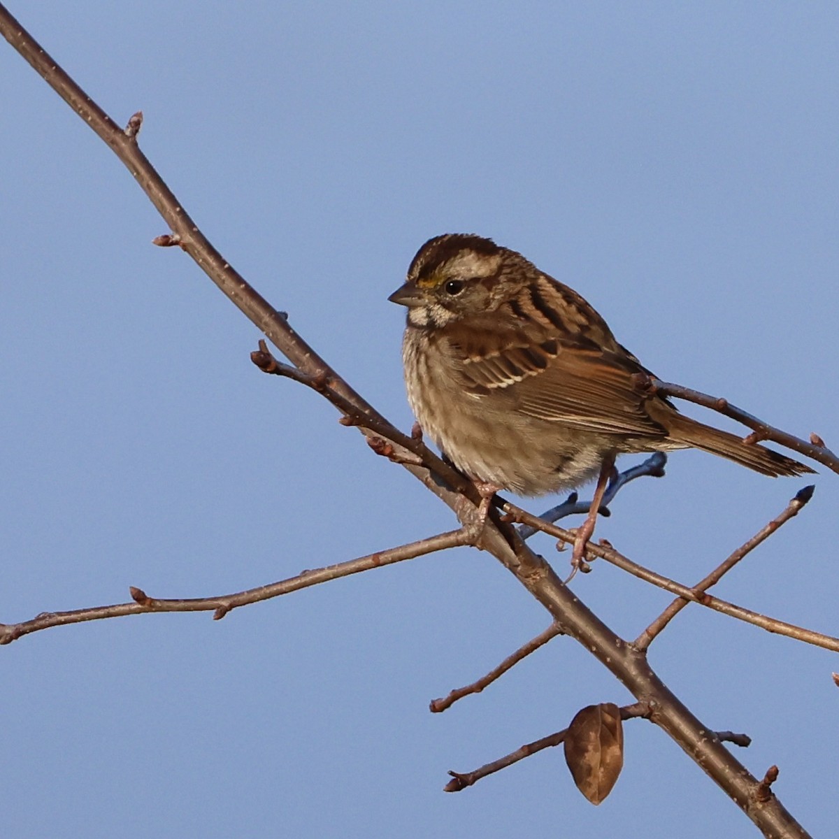 White-throated Sparrow - ML645936976
