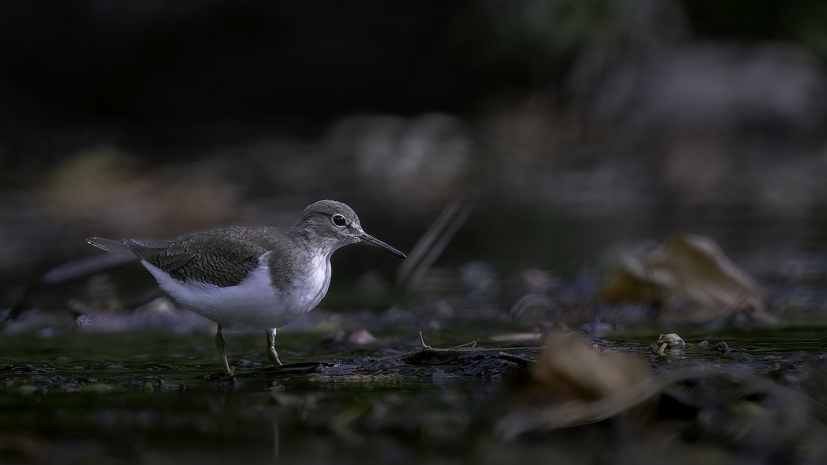 Common Sandpiper - ML645936984