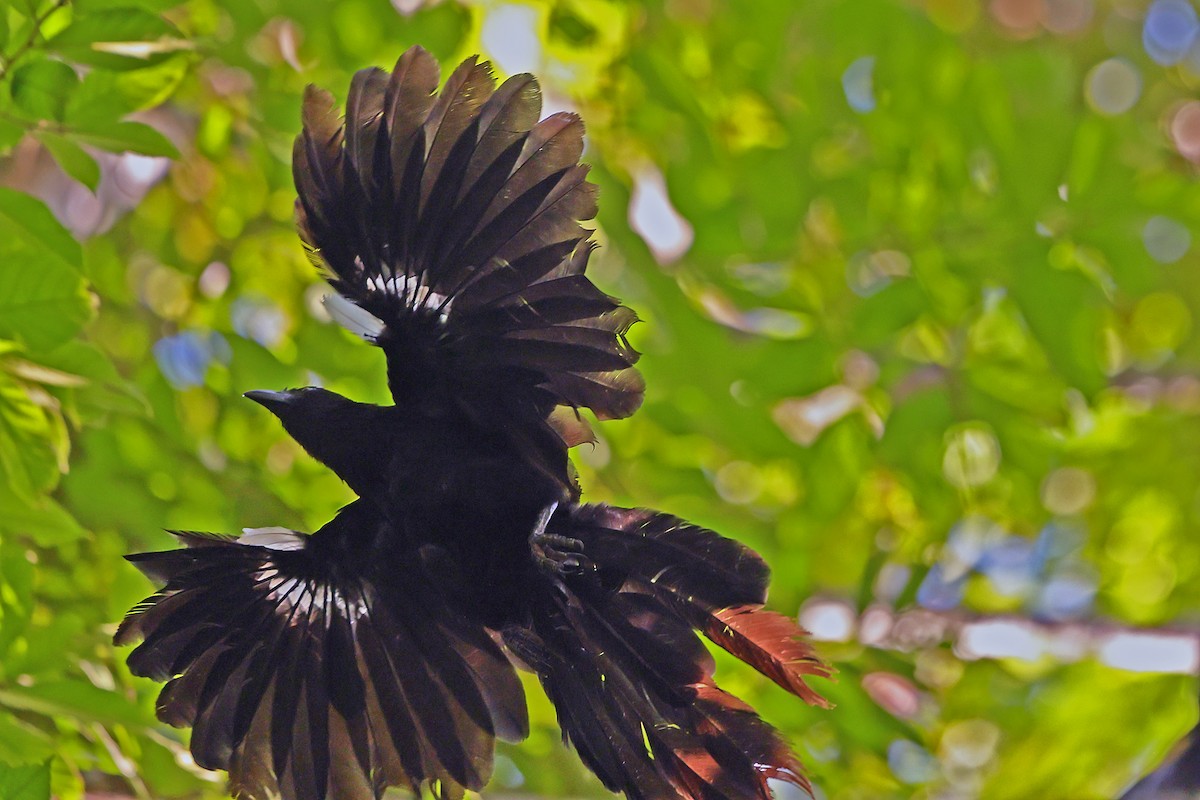 Goliath Coucal - ML645936987