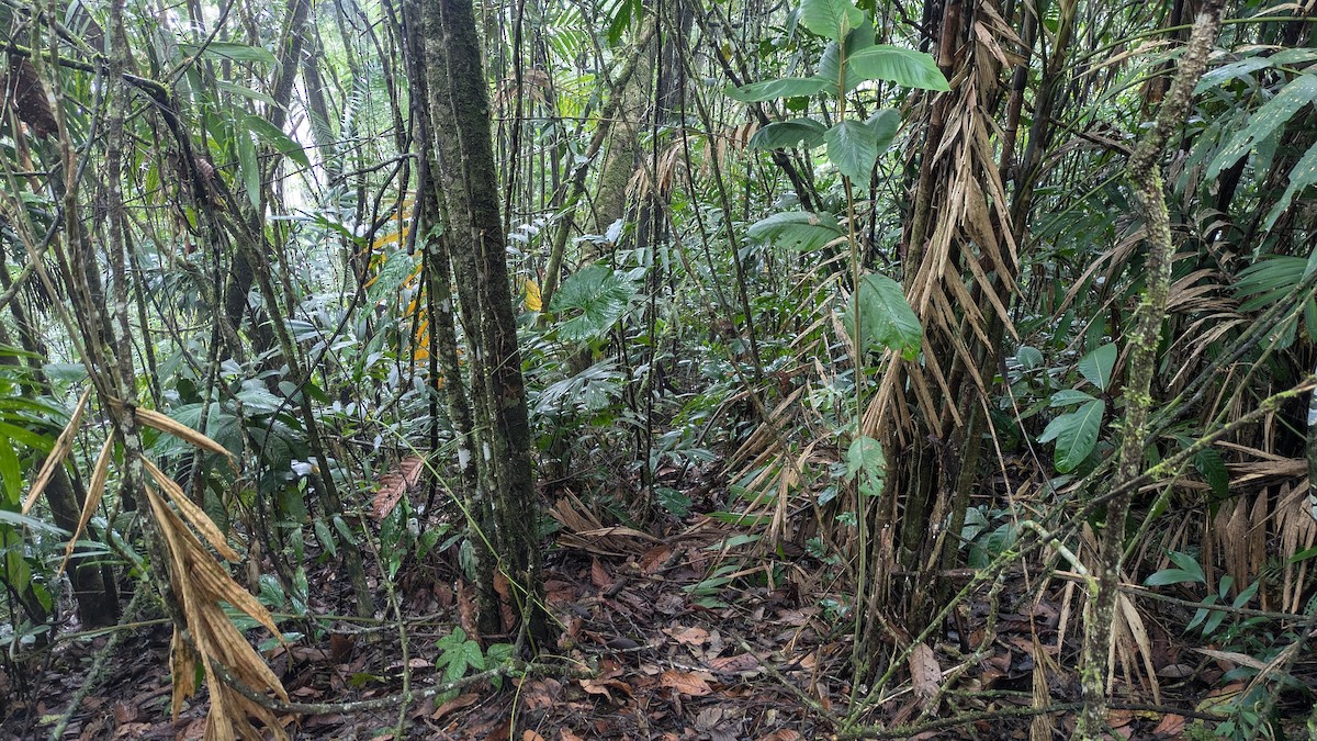 Short-tailed Antthrush - ML645936993