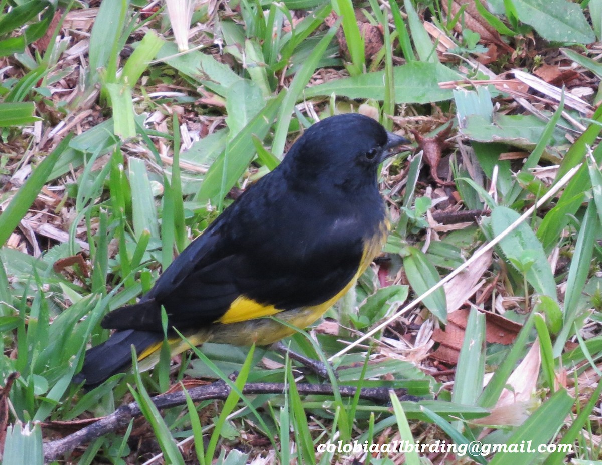 Yellow-bellied Siskin - ML645936999