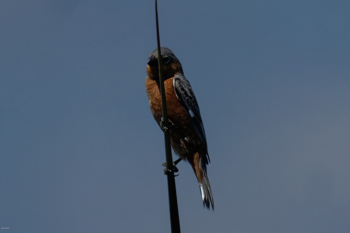Rufous-rumped Seedeater - ML645937006
