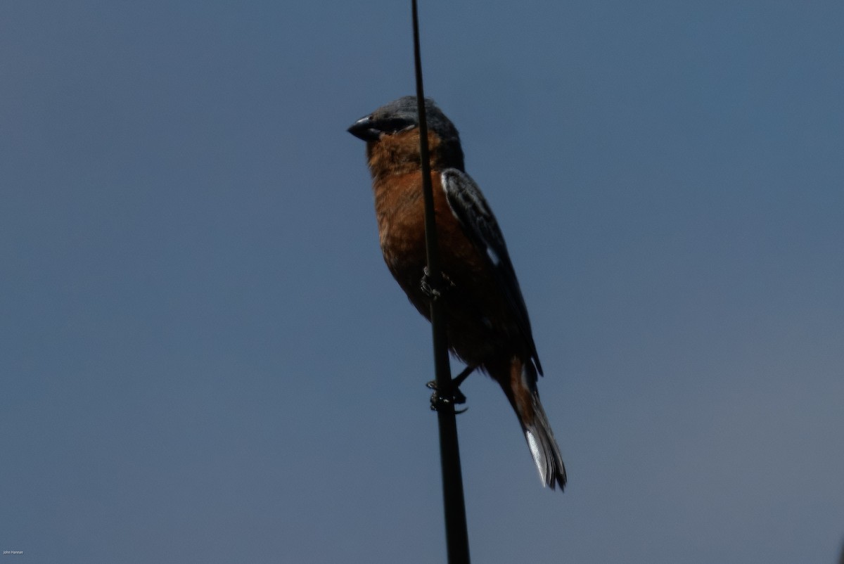 Rufous-rumped Seedeater - ML645937007