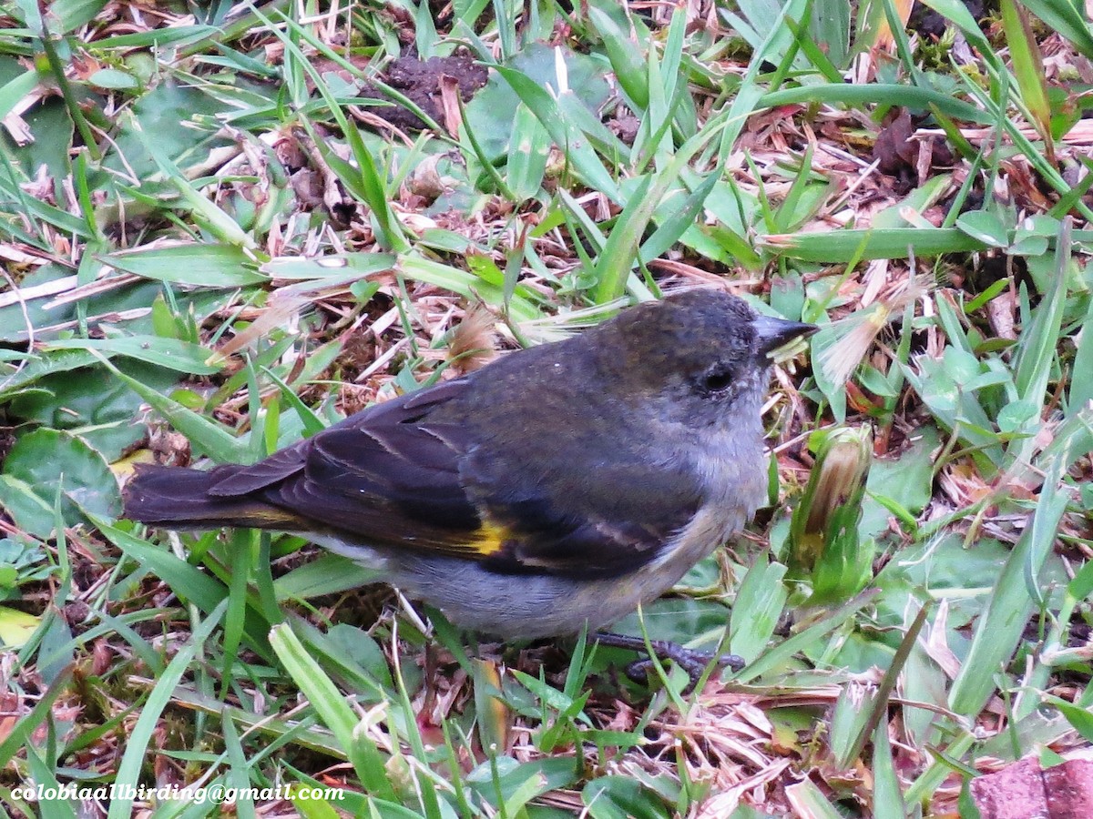 Yellow-bellied Siskin - ML645937008