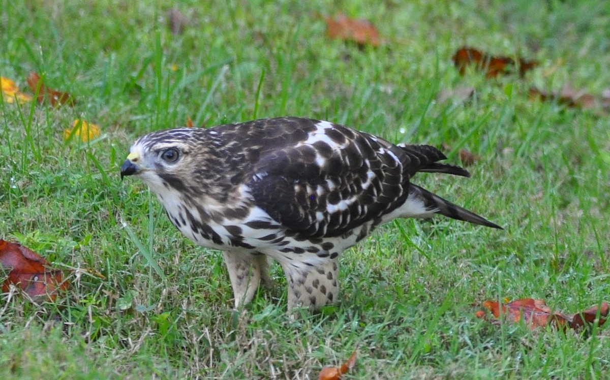 Broad-winged Hawk (Northern) - ML645937019